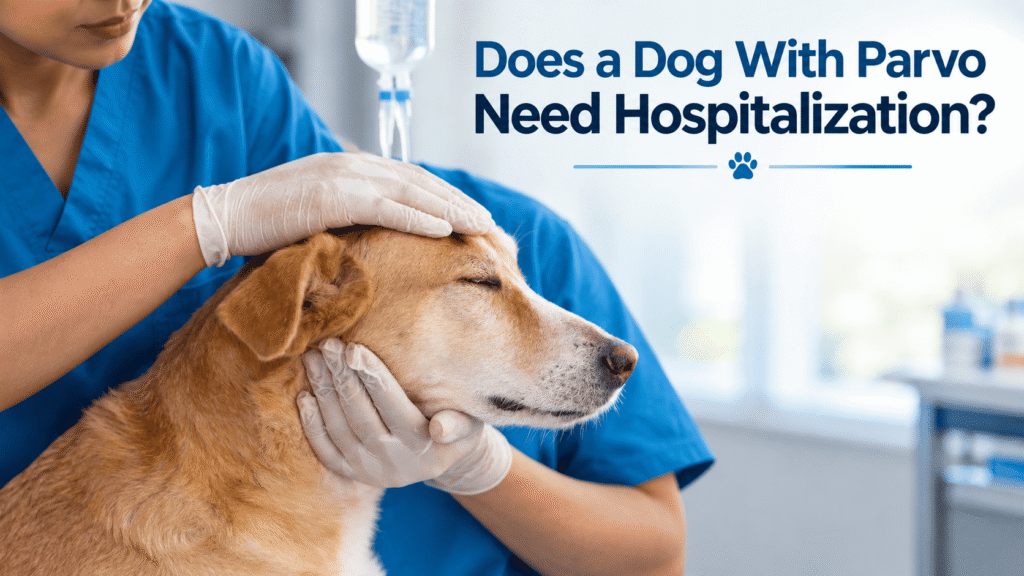 Dog with parvo receiving gentle veterinary care and IV fluids in a clinic